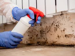 Why You Should Choose Our Mold Remediation Services in Placeholder9